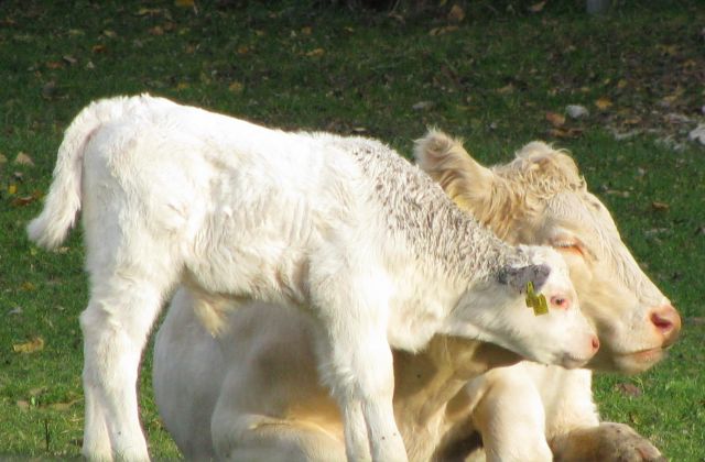 Mutterkuh und Kalb